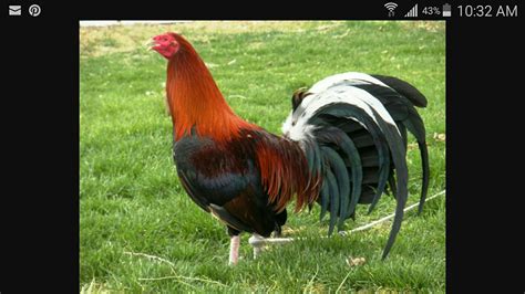 Let's go back sa history Ng gull gamefowl here in the  .